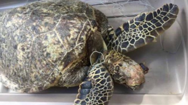 NOAA is investigating the death of a sea turtle that was found entangled in fishing line on Thursday in Kailua. External examination showed that the animal had entanglement in fishing line of the front flippers and the neck, T. Todd Jones, NOAA, said.