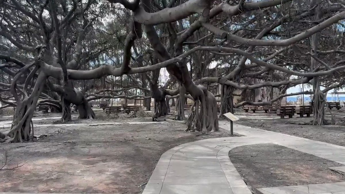 Famous #Banyan Tree in Lahaina smoldering at the base, but still standing. 
